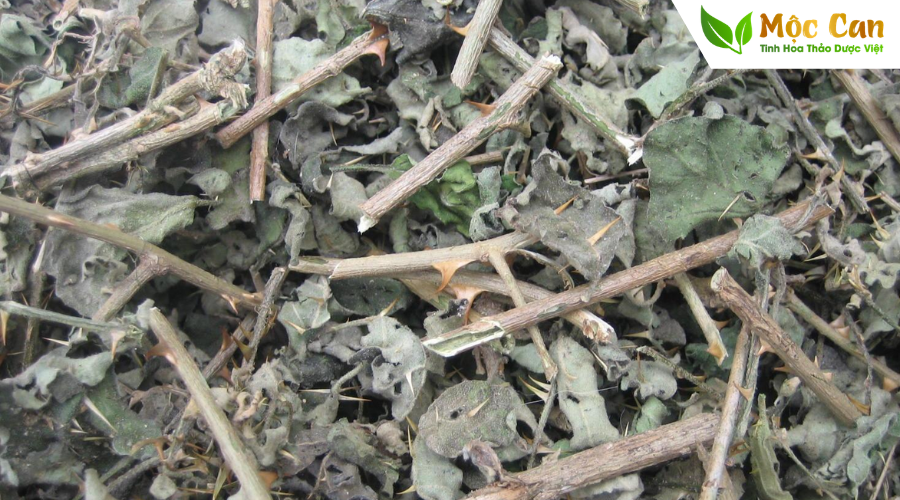 Những bài thuốc hay với cà gai leo 2 Những bài thuốc hay với cà gai leo 2